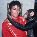 El mono de Michael Jackson tiene ahora 42 años y vive en Florida